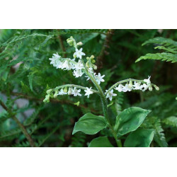 Maianthemum paniculatum (smilacina) Majówka