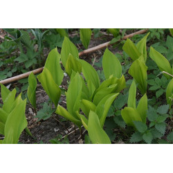 Convallaria majalis - Aurea Konwalia majowa