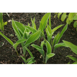 Convallaria keiskei - Shiro Fukurin Fu Konwalia japońska