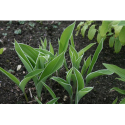 Convallaria keiskei - Shiro Fukurin Fu Konwalia japońska