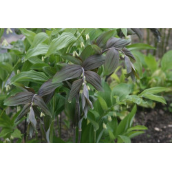 kopia Polygonatum x hybridum Betberg - Kokoryczka