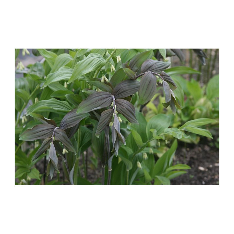 kopia Polygonatum x hybridum Betberg - Kokoryczka