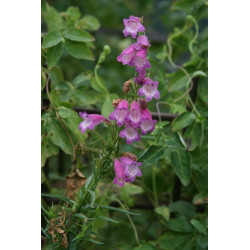 Penstemon roseus Penstemon różowy