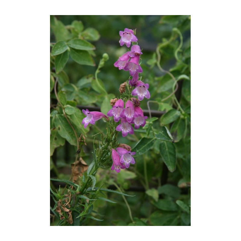 Penstemon roseus Penstemon różowy