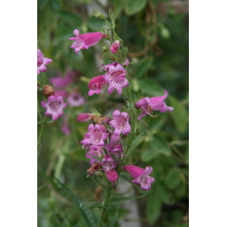 Penstemon roseus Penstemon różowy