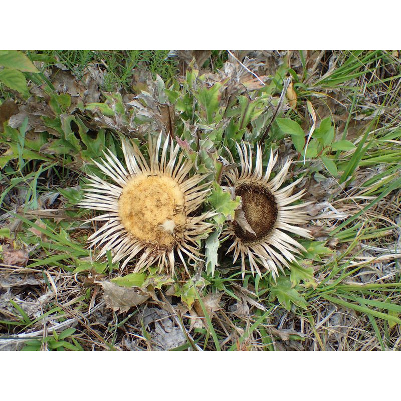 Carlina acanthifolia Dziewięćsił popłocholistny