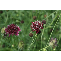 Scabiosa atropurpurea Drakiew purpurowa