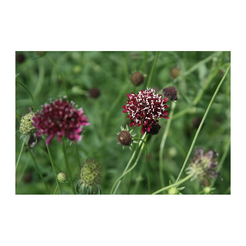 Scabiosa atropurpurea Drakiew purpurowa