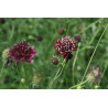 Scabiosa atropurpurea Drakiew purpurowa