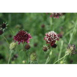 Scabiosa atropurpurea Drakiew purpurowa