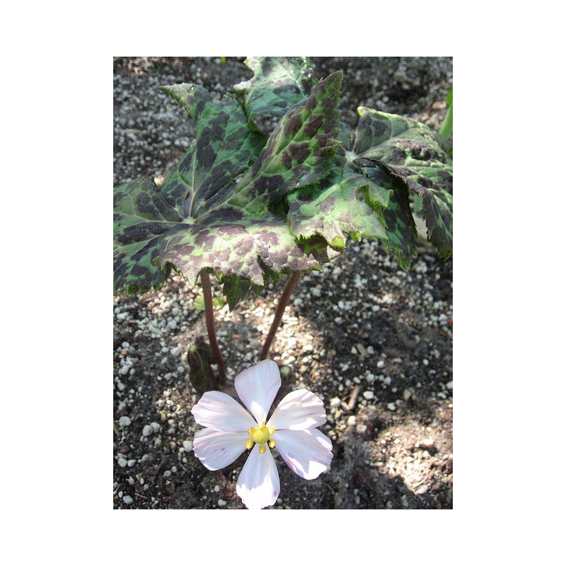 Podophyllum hexandrum Stopowiec himalajski