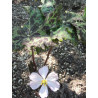 Podophyllum hexandrum Stopowiec himalajski