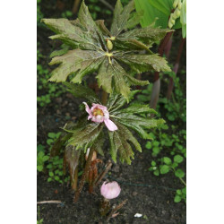 Podophyllum hexandrum Stopowiec himalajski