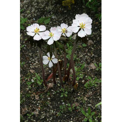 Podophyllum hexandrum Stopowiec himalajski