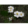 Podophyllum hexandrum Stopowiec himalajski