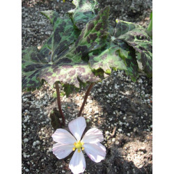 Podophyllum hexandrum Stopowiec himalajski