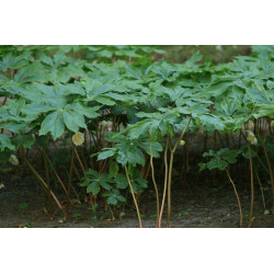 Podophyllum peltatum Stopowiec tarczowaty