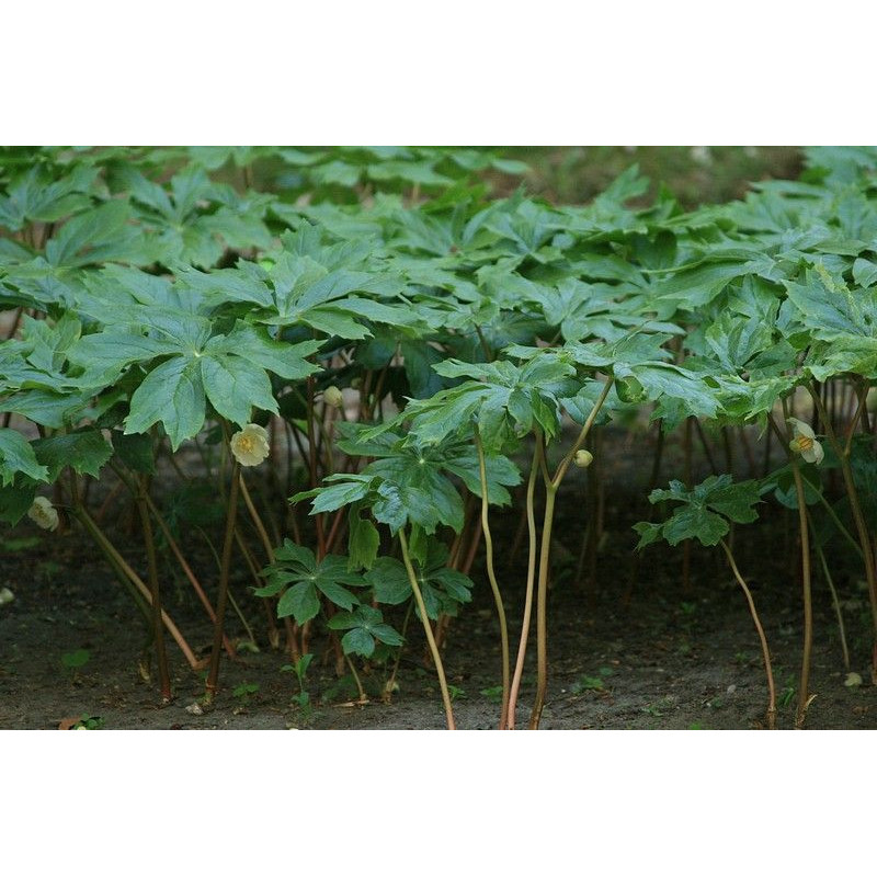 Podophyllum peltatum Stopowiec tarczowaty