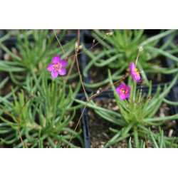 Talinum calycinum Porwinek