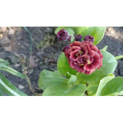 Primula auricula - Crimson Glow Pierwiosnek łyszczak