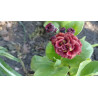 Primula auricula - Crimson Glow Pierwiosnek łyszczak