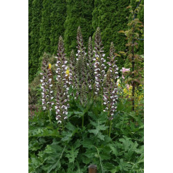 Acanthus mollis Akant miękki