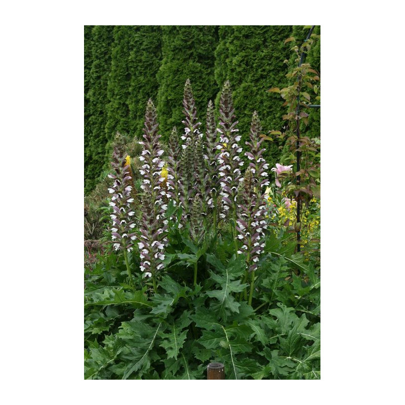 Acanthus mollis Akant miękki