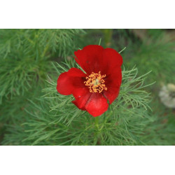 Paeonia tenuifolia Piwonia delikatna