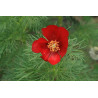 Paeonia tenuifolia Piwonia delikatna