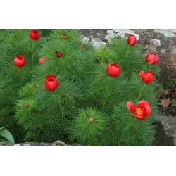 Paeonia tenuifolia Piwonia delikatna