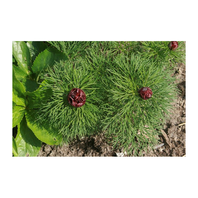 Paeonia tenuifolia - Plena Piwonia delikatna - Pełna