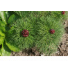 Paeonia tenuifolia - Plena Piwonia delikatna - Pełna