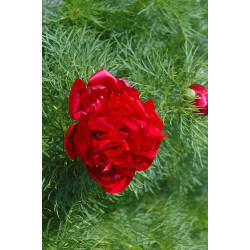 Paeonia tenuifolia - Plena Piwonia delikatna - Pełna