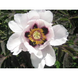 Paeonia rockii Piwonia krzewiasta Rocka