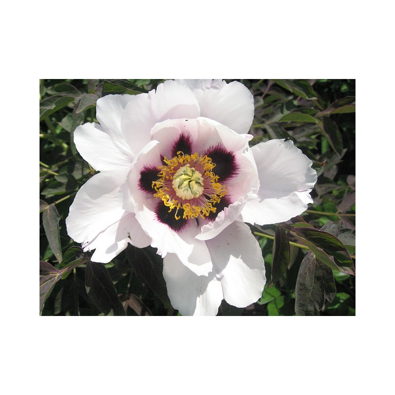 Paeonia rockii Piwonia krzewiasta Rocka