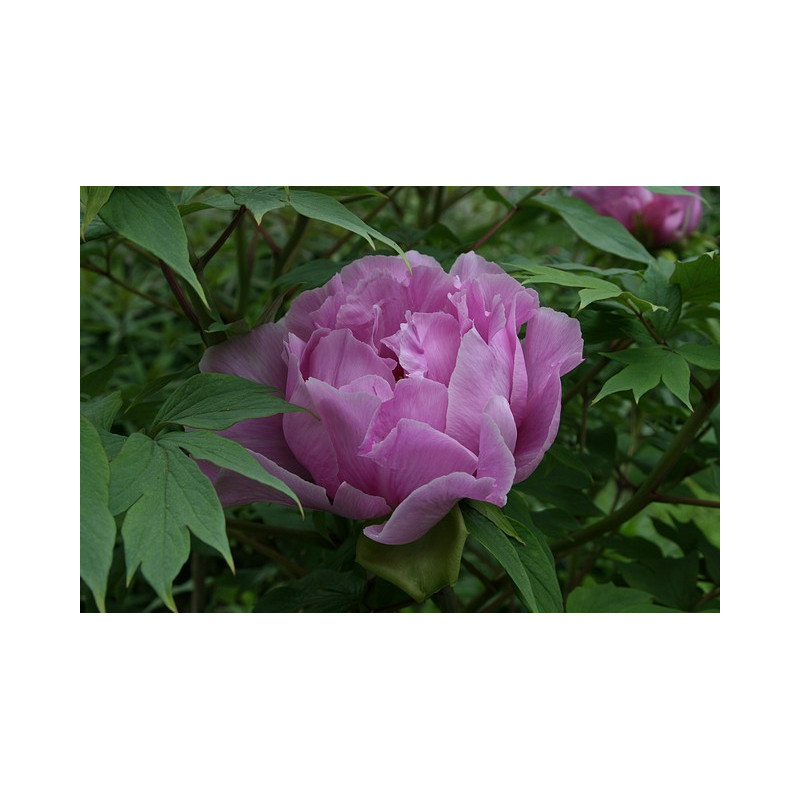 Paeonia suffruticosa Piwonia krzewiasta MIX kolorów