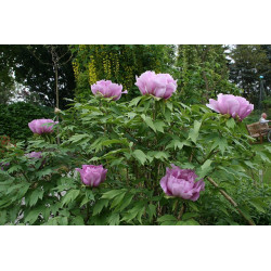 Paeonia suffruticosa Piwonia krzewiasta MIX kolorów