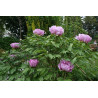 Paeonia suffruticosa Piwonia krzewiasta MIX kolorów