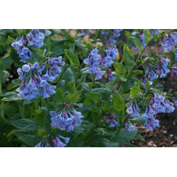 Mertensia virginica Mertensja wirginijska