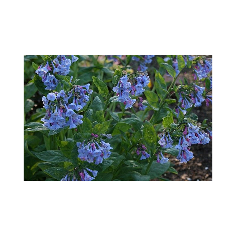 Mertensia virginica Mertensja wirginijska