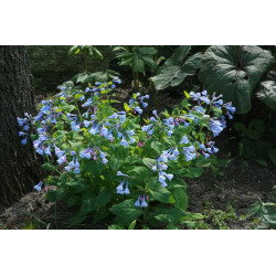 Mertensia virginica Mertensja wirginijska