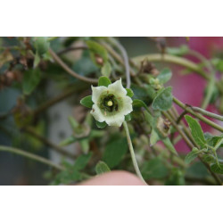 Codonopsis pilosula Dzwonkowiec kosmaty