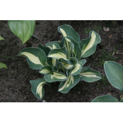 Hosta - Snow Mouse Funkia - "mysie uszy"