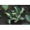 Hosta - Snow Mouse Funkia - "mysie uszy"