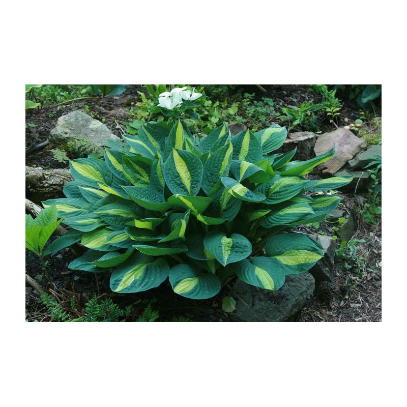 Hosta -  Gypsy Rose Funkia