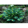 Hosta -  Gypsy Rose Funkia