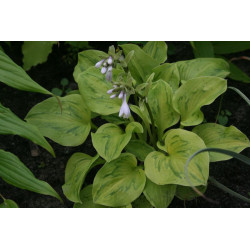 Hosta - Tattoo Funkia