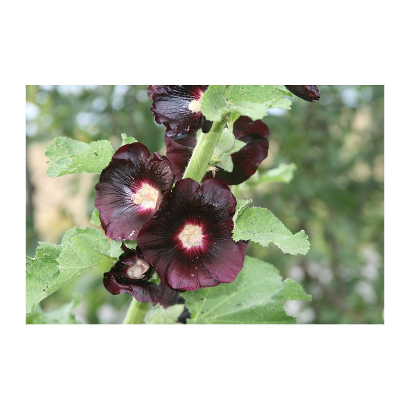 Alcea rosea - Nigra Ślaz