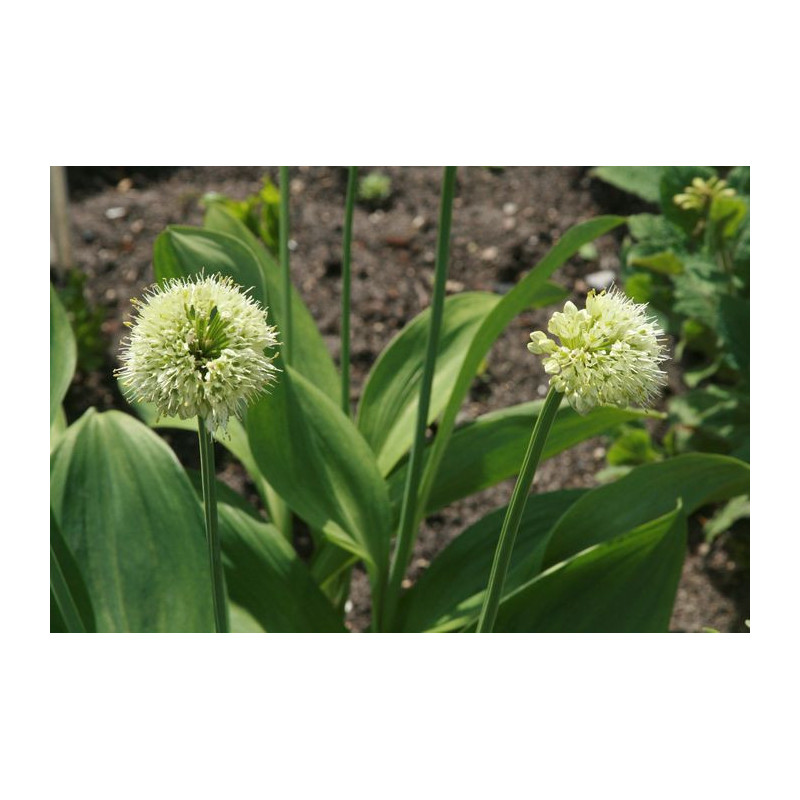 Allium victorialis Czosnek siatkowany