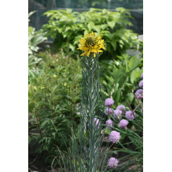 Asphodeline lutea Złotnica żółta